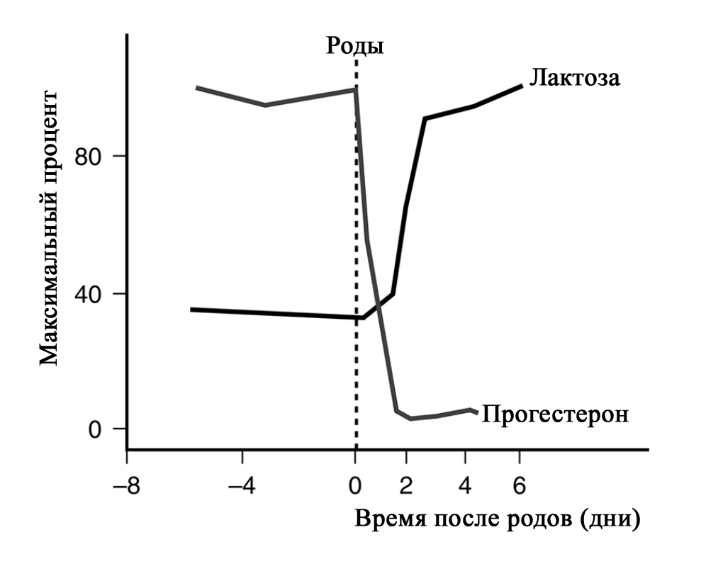 Грудное вскармливание. Анатомия. Физиология (обзор литературы). - Мысли  вслух, обзоры и пр. ... - Каталог статей - Сайт Яковлева Я.Я.